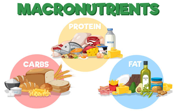 Illustration of macronutrients showing food sources of carbohydrates, proteins, and fats including bread, meat, fish, cheese, avocado, and oils